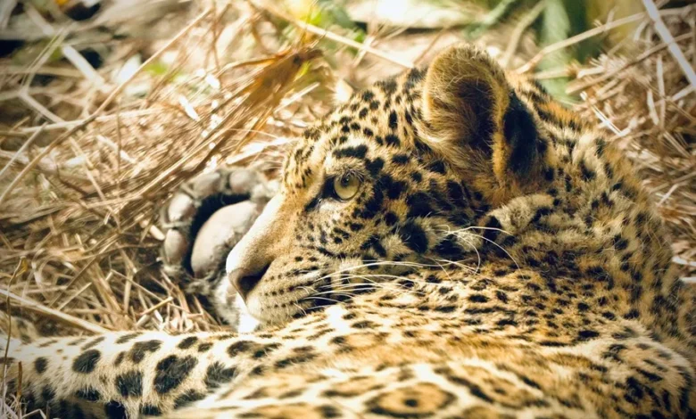 jaguar