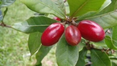 fruta-cáncer