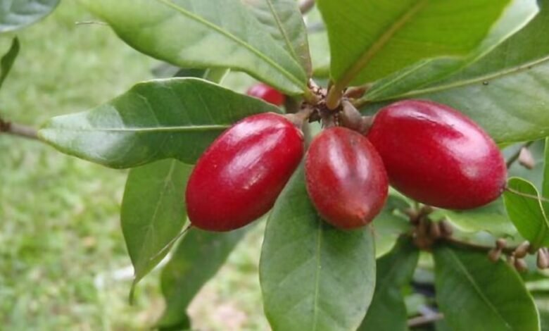fruta-cáncer