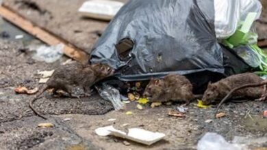 Ratas