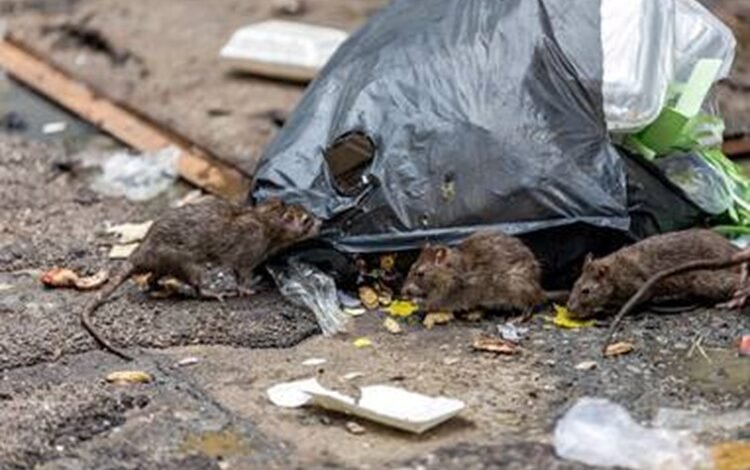 Ratas