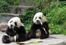 pandas