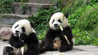 pandas