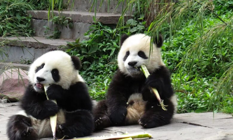 pandas
