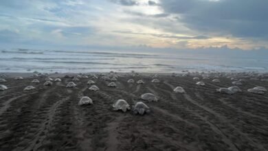 Tortugas-Ostional