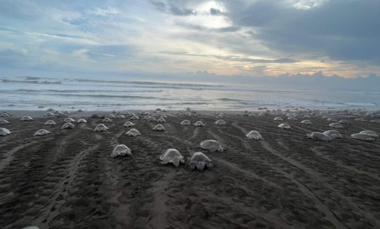 Tortugas-Ostional