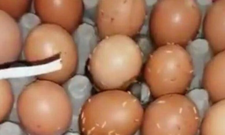 Cartones-huevos